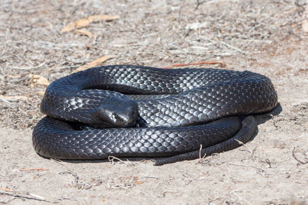 istock Peninsular Tiger Snake 1194835153