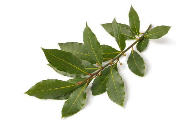 istock Twig of fresh bay leaf 1194836207