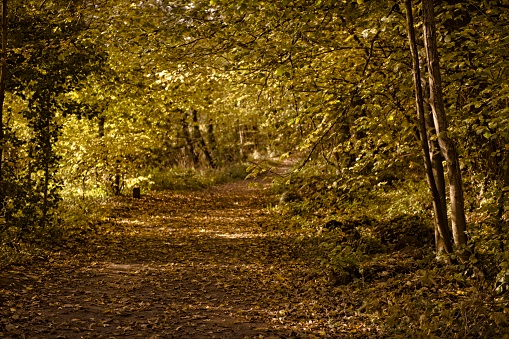 Image of an empty leaf-strewn woodland track  in County Durham, England during Autumn with the sun bursting through foliage at the top of the scene.