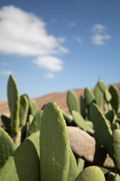 Cactus garden stock photo