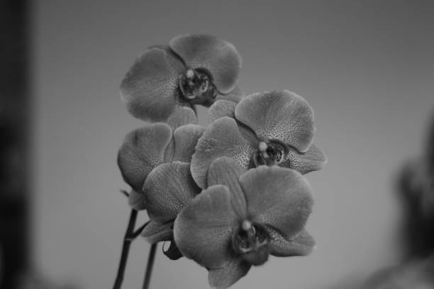 istock Orchid Flower in Black an White 1194843374