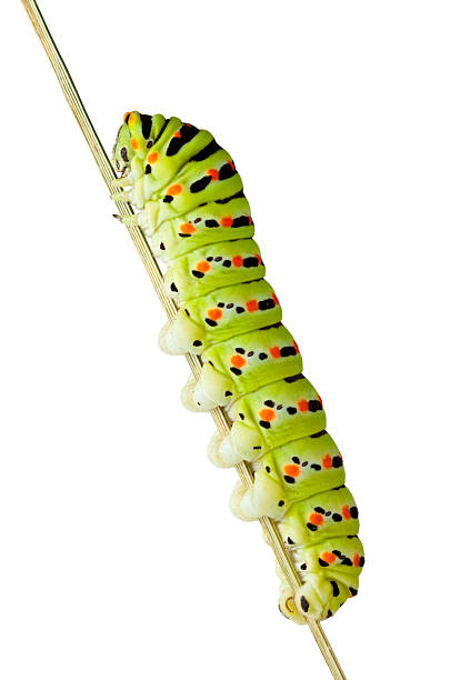 istock Side view of caterpillar climb on stem 119484375