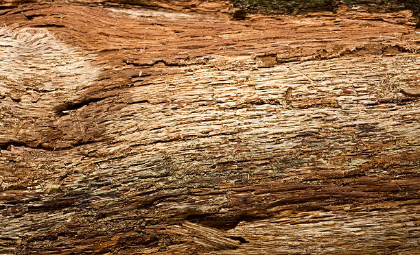istock Inner side of spruce bark 119484410
