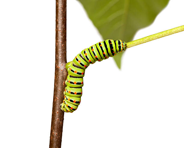 istock colorful caterpillar squirm on stem 119484503