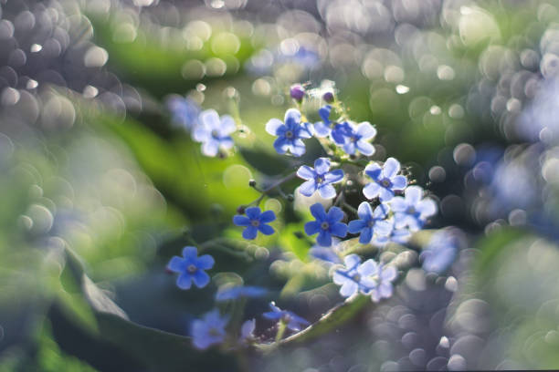 Little blue flowers in the sunlight