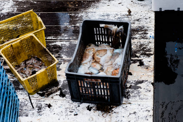 closeup of some freshly fished squids and octopuses in different plastic crates on board of a fishing boat