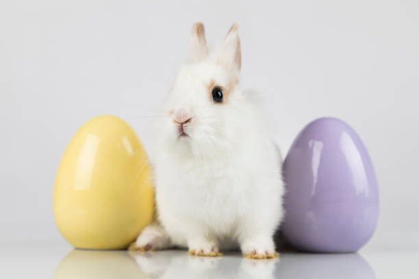 istock Little cute baby rabbit 1194847029