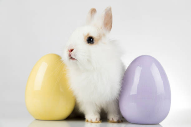 istock Happy easter, Baby bunny, rabbit and egg on white background 1194847161