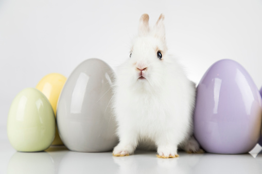 Happy easter, Baby bunny, rabbit and white background