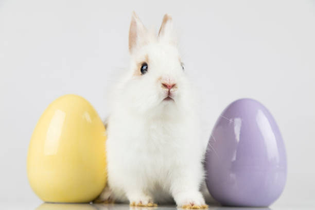 istock Little cute baby rabbit and easter eggs, white background 1194847211