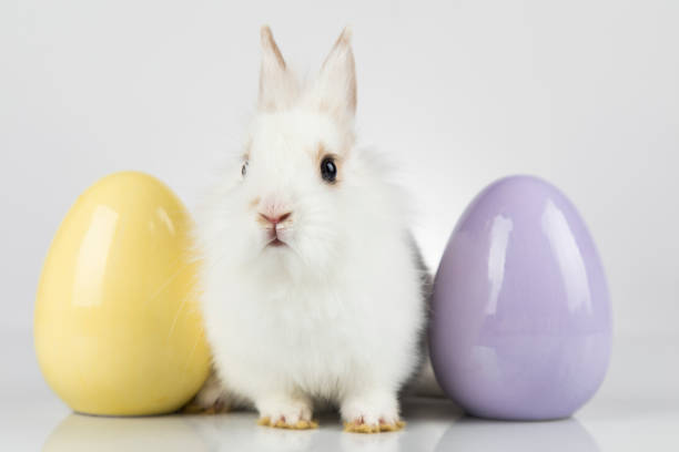 istock Animal Baby bunny 1194847237