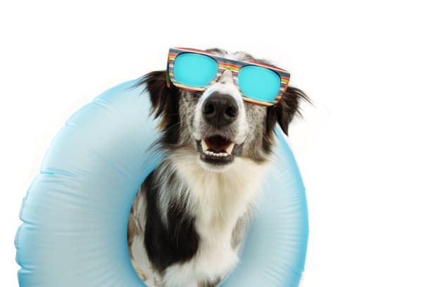 istock dog summer going on vacation inside of blue inflatable float pool and wearing sunglasses. Happy expression. Isolated on white background. 1194847265