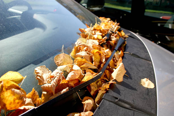 istock Autumnal leaves at a windshield wiper 119484771