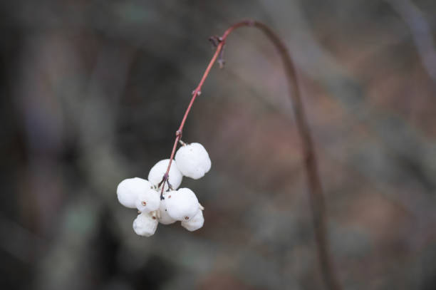 istock Bunch of white snowberries on bare twig in autumn 1194848123