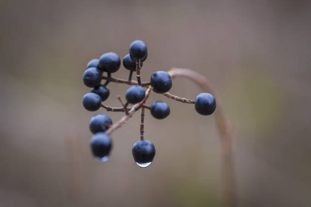 Twig of European black elderberry with fruit clusters and in late autumn with raindrops on it