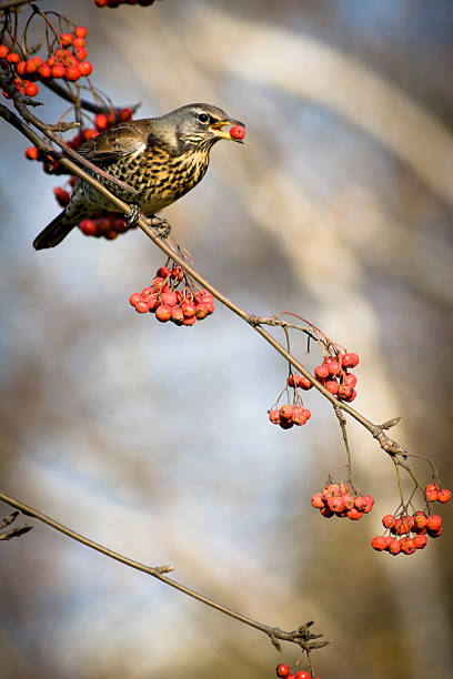 istock Fieldfare, Turdus pilaris 119484902