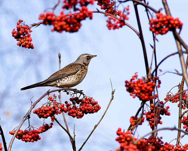 istock Fieldfare, Turdus pilaris 119484953