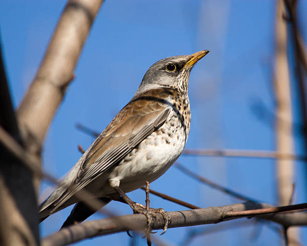 istock Fieldfare, Turdus pilaris 119484971