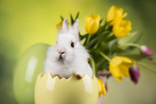 Spring baby bunny, tulip flower background