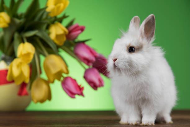 Easter holiday, with eggs, flowers and bunny