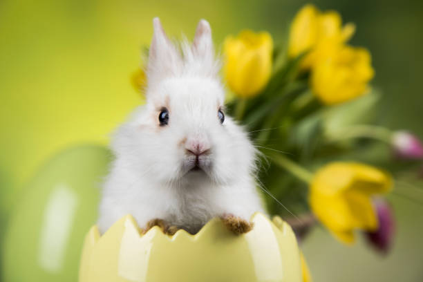 Rabbit and easter eggs, and tulip flower in green background