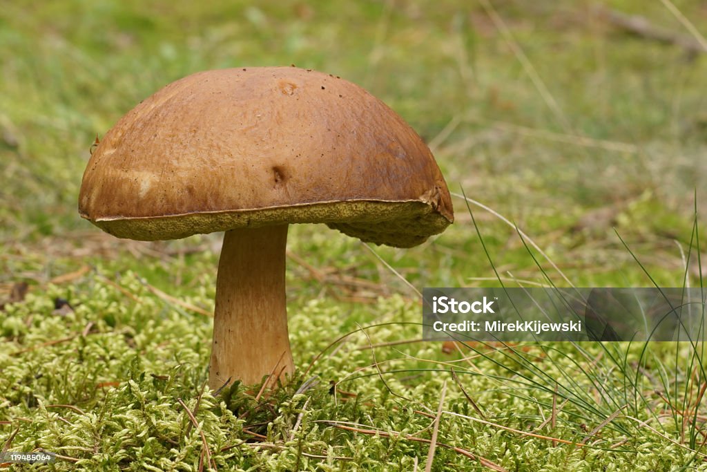 Cogumelos selvagens (Boletus subtomentosus - Foto de stock de Amarelo royalty-free