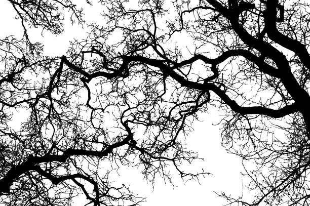 ilustrações de stock, clip art, desenhos animados e ícones de realistic tree branches silhouette on white background - hofmann