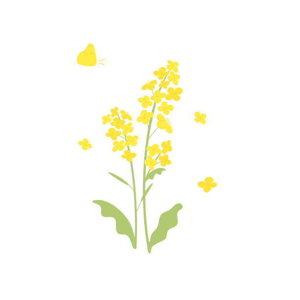 ilustrações de stock, clip art, desenhos animados e ícones de vector canola flowers and butterfly illustration on white - japanese mustard