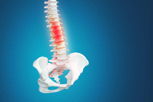 istock Realistic skeletal human spine and vertebral column or intervertebral discs on a dark background. Lower back pain. Vertebral column in glowing highlight as a medical health care concept. 1194852896
