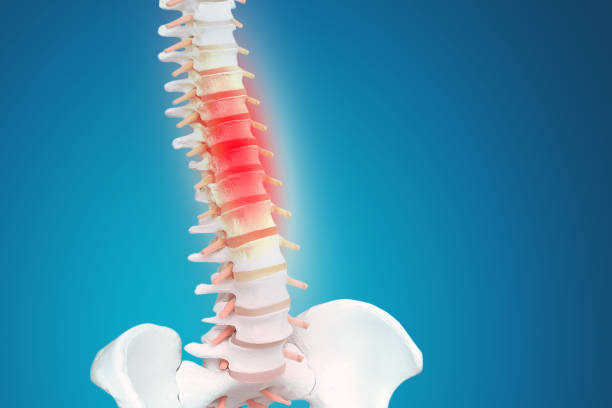 istock Realistic skeletal human spine and vertebral column or intervertebral discs on a dark background. Lower back pain. Vertebral column in glowing highlight as a medical health care concept. 1194852899
