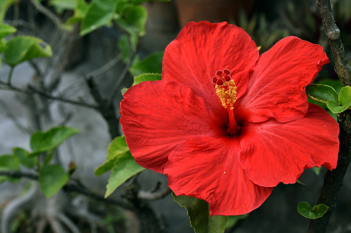 Red colour hibiscus flower (joba ful) with blurry plant leaves and dark background
