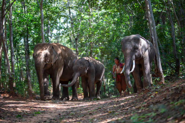 istock Senior Man Standing By Elephants In Forest 1194857932