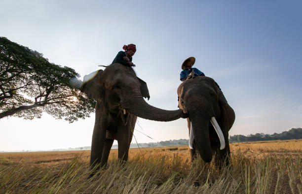 istock Men Riding Elephant Against Blue Sky 1194857992