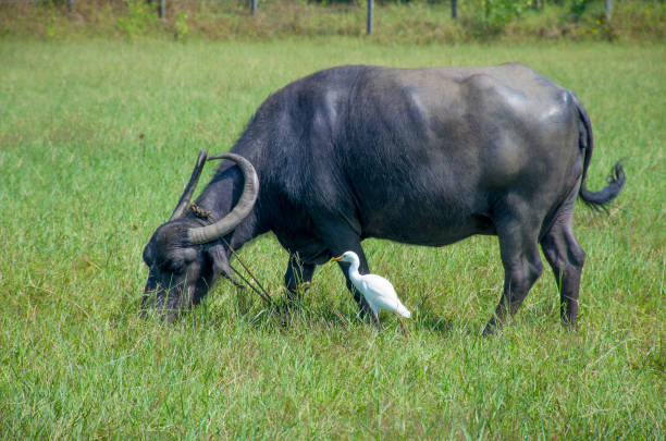 istock pets on a pasture a buffalo and a white heron 1194859892