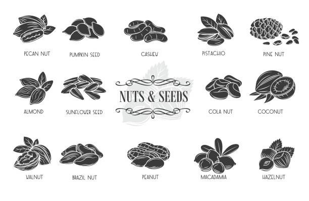 ilustraciones, imágenes clip art, dibujos animados e iconos de stock de iconos de glifos de nueces y semillas - pine nut illustrations
