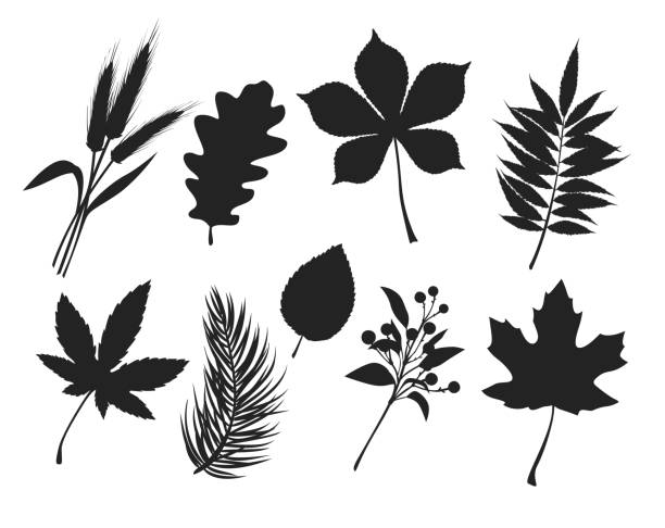 stockillustraties, clipart, cartoons en iconen met herfst bladeren silhouetten - staghorn sumac