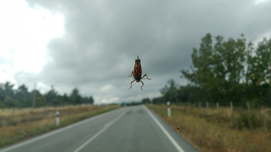 Big beetle on the car window