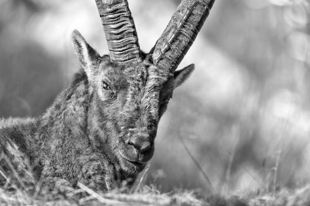 istock The king of Alps mountains (Capra ibex) 1194863842