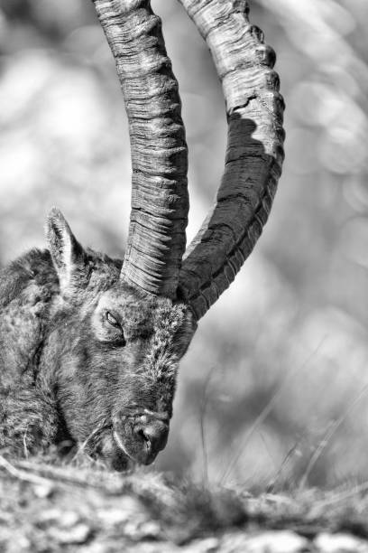 istock The king of Alps mountains (Capra ibex) 1194863953