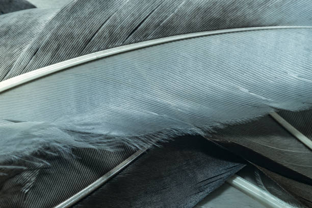 istock Close up Beautiful duck trends bird  feather pattern texture background. Macro photography view. 1194865379