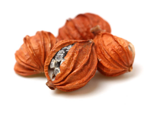 Dried Herbs, Latin name: Amomum villosum Lour. Chinese name: Xiang Sha Ren and known as Cocklebur-like Amomum Fruit, Fructus Amomi, Villous Amomum Fruit , Chinese herb medicinal on white background