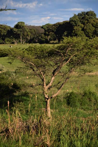 istock Trees in African savannah nature scenery 1194868118
