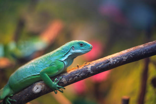 istock Large tree lizards of the Iguan 1194868326