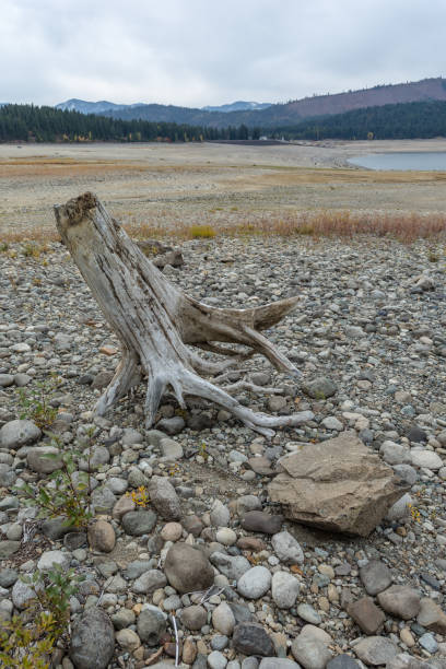 istock Dead tree stump sitting alone between several stones in a barren lake bed with mountains 1194868502
