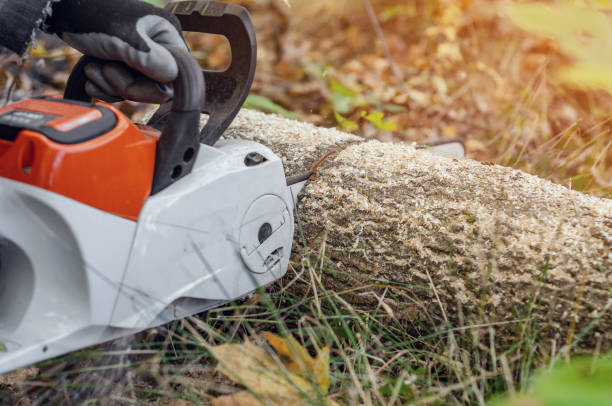 istock Lumberjack cuts down a lying tree with a chainsaw in the forest, close-up on the process of cutting down. Concept of professional logging. Deforestation. 1194870875