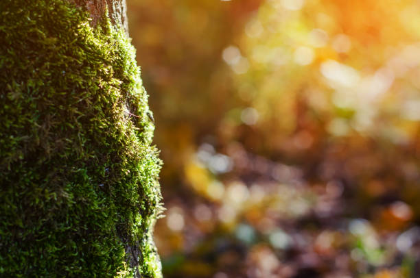 Green moss on a tree in the forest, close-up, evening sun.