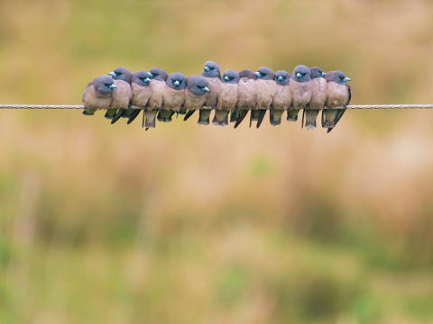 Ashy woodswallows huddled on a wire