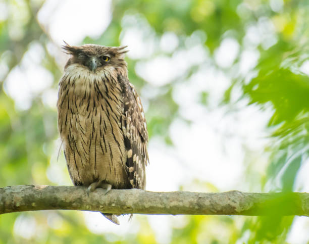 istock Brown fish owl perched on a branch 1194871371