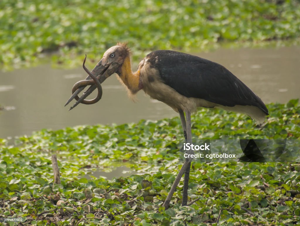 Lesser Stork Lesser Adjutant Stork With A Swamp Eel Kill Stock Photo - Download ...