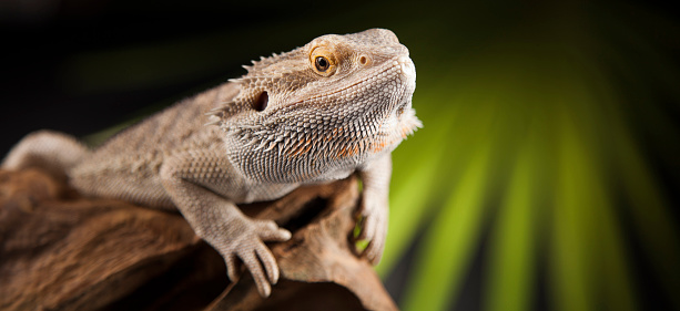 Agama bearded on black background, reptile